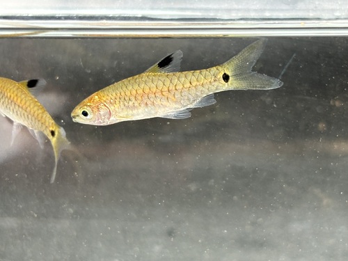 Sierra Leone barb (Enteromius leonensis) — Cyprinidae — 5