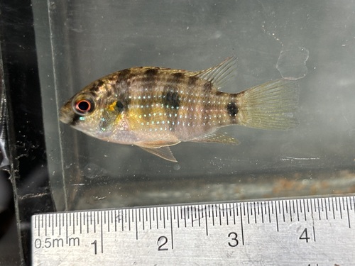 African butterfly cichlid (Anomalochromis thomasi) — Cichlidae