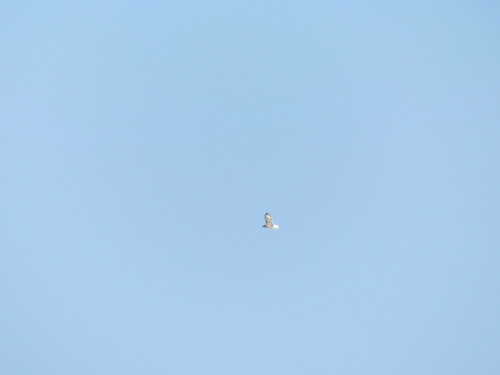 iNaturalist observation photo of Ferruginous Hawk