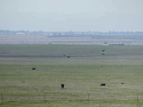 iNaturalist observation photo of Common Raven