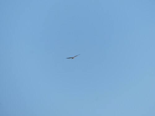 iNaturalist observation photo of Northern Harrier