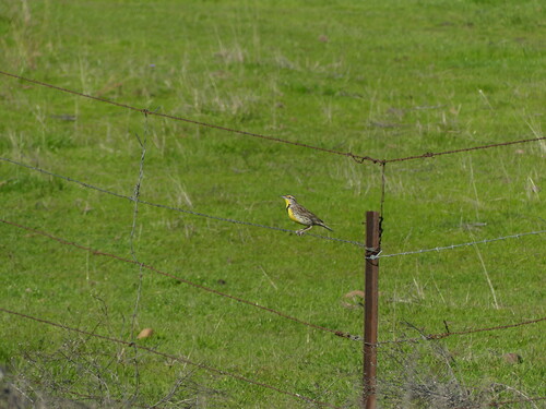 iNaturalist observation photo of Western Meadowlark