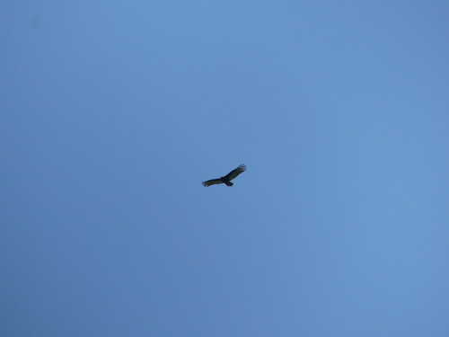 iNaturalist observation photo of Turkey Vulture