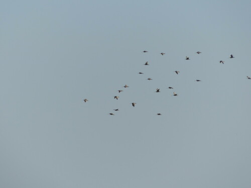 iNaturalist observation photo of Long-billed Curlew