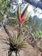 Tillandsia fasciculata image