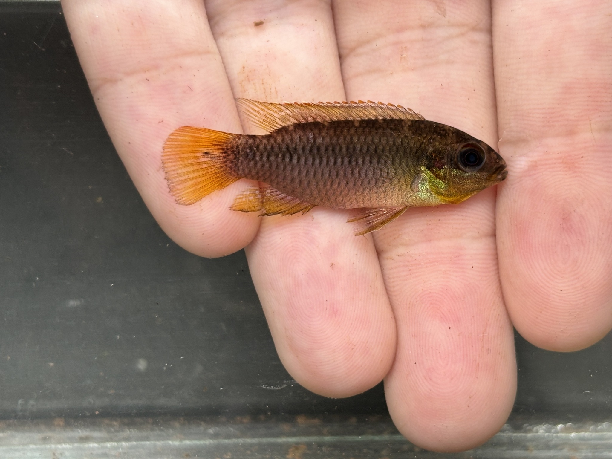 Roloff's Krib