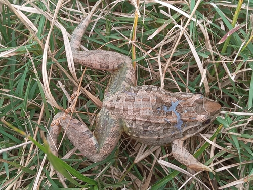 Cei's White-lipped Frog, Leptodactylus macrosternum