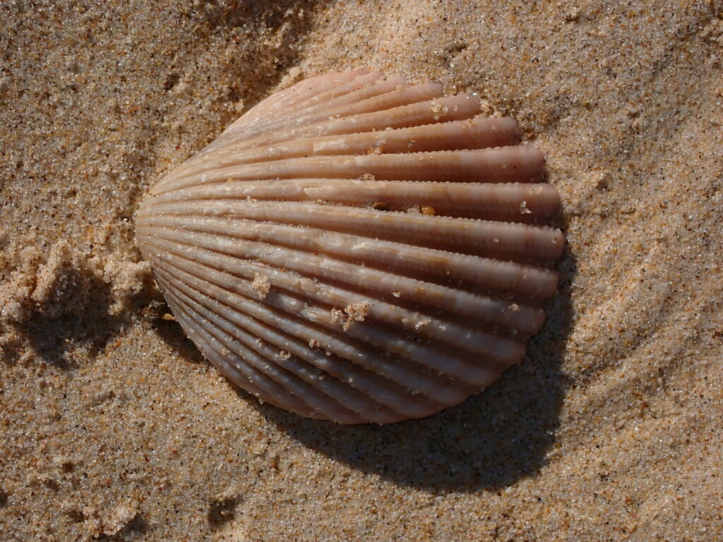 Vasticardium from Bundagen NSW 2454, Australia on February 29, 2024 at ...