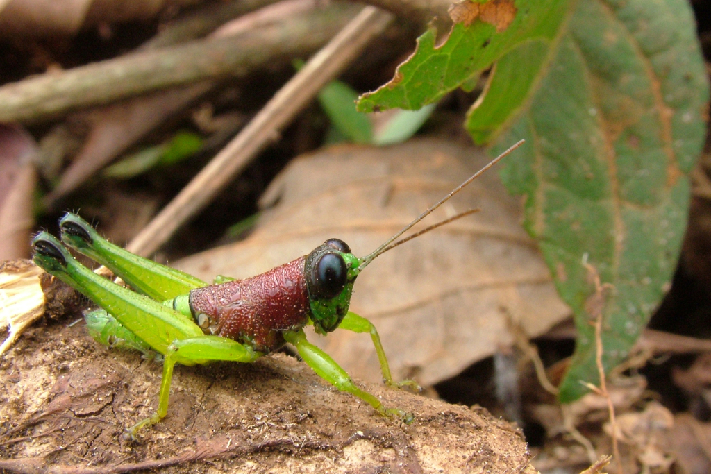 Psiloscirtus olivaceus