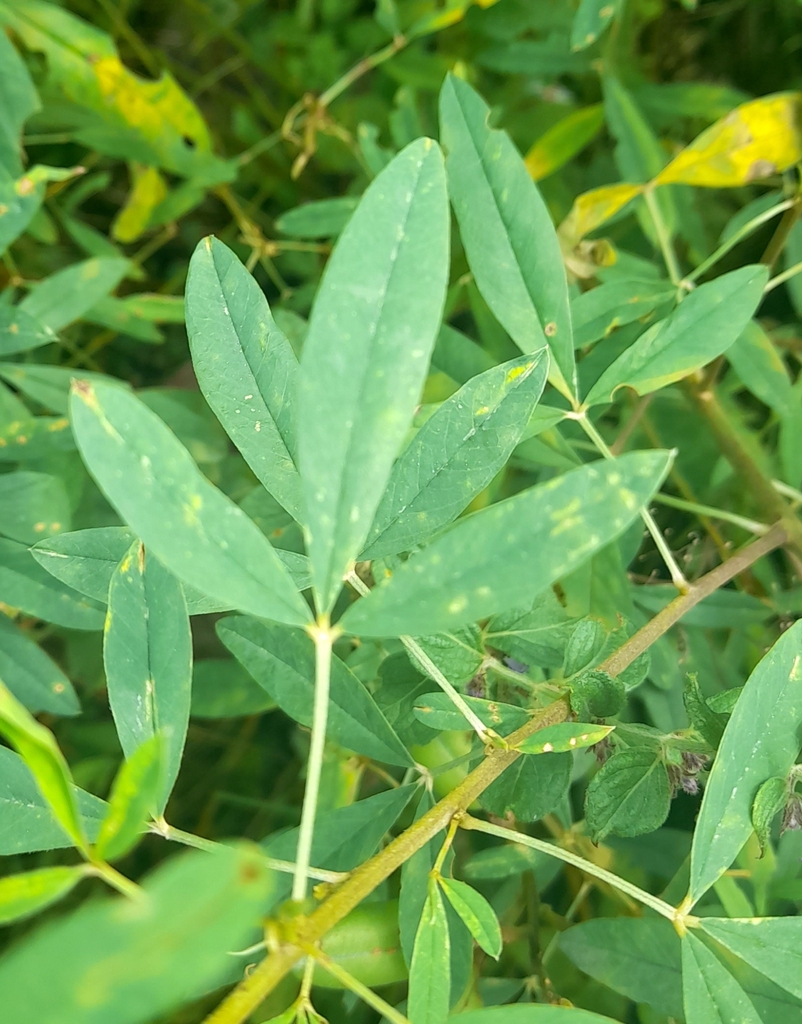 Crotalaria maypurensis