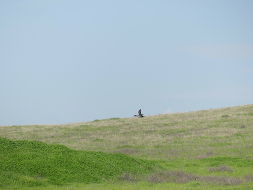 iNaturalist observation photo of Green-winged Teal
