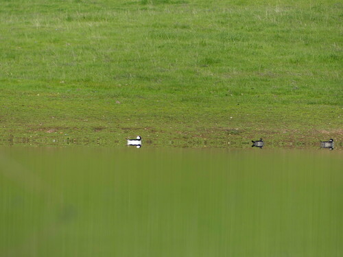 iNaturalist observation photo of Bufflehead