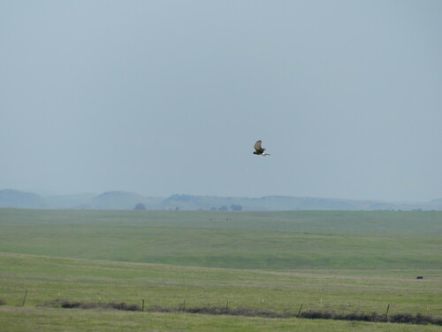 iNaturalist observation photo of Northern Harrier