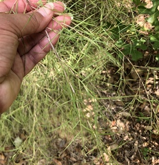 Muhlenbergia dumosa