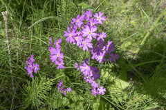 Primula cortusoides
