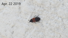 Dermestes vorax