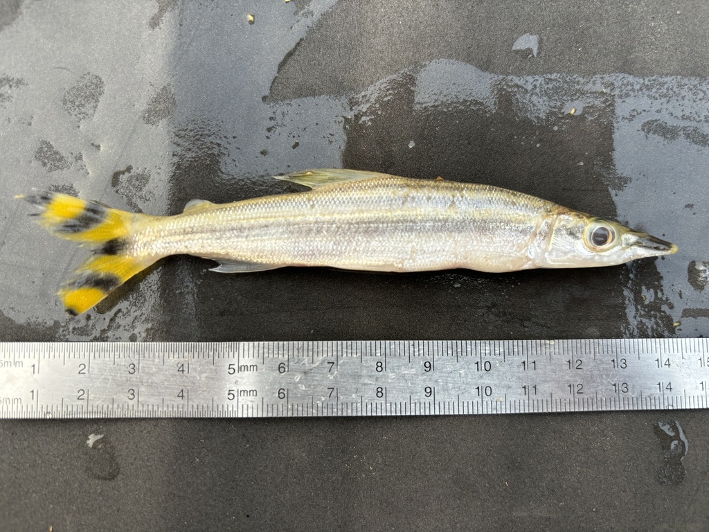 Vierlijnige visbijter (Ichthyborus quadrilineatus) — Distichodontidae