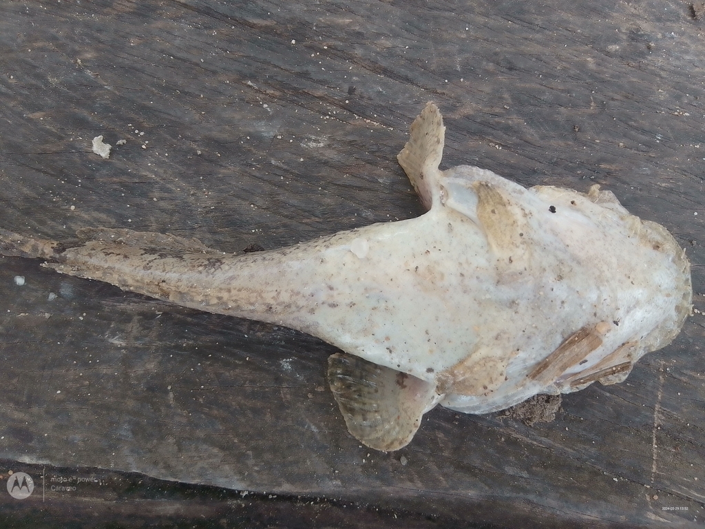 Mexican Freshwater Toadfish
