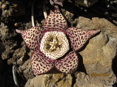 Orbea variegata