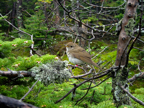 Bicknell's Thrush (Catharus bicknelli), photo 6