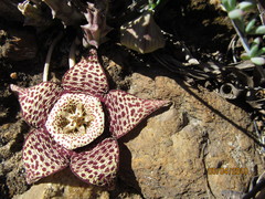 Orbea variegata