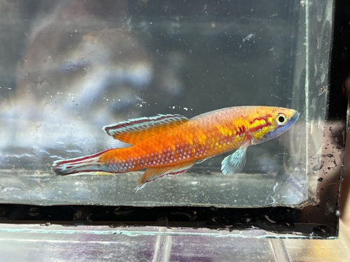 Golden pheasant panchax (Callopanchax occidentalis) — Nothobranchiidae