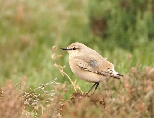 Collalba isabel (Oenanthe isabellina)