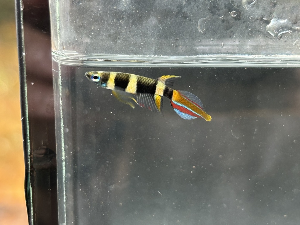 Banded panchax (Epiplatys annulatus) — Nothobranchiidae