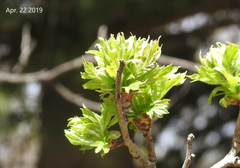 Crataegus pinnatifida