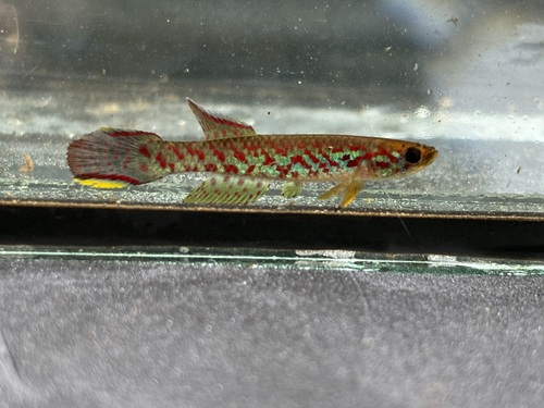 Fredrod's killifish (Scriptaphyosemion fredrodi) — Nothobranchiidae
