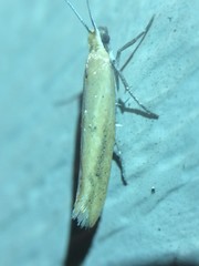 Ypsolopha