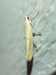Ypsolopha