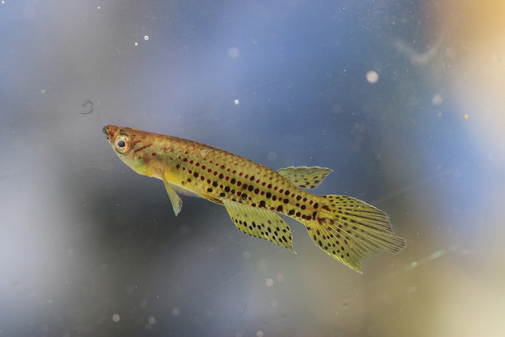 Singa panchax (Epiplatys singa) — Nothobranchiidae