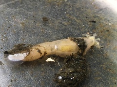 Leptosynapta clarki