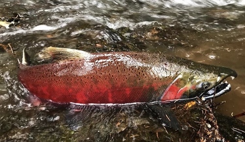 Coho Salmon, photo 7 of 10