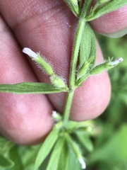 Hedeoma reverchonii
