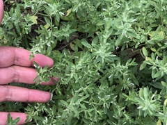 Hedeoma reverchonii