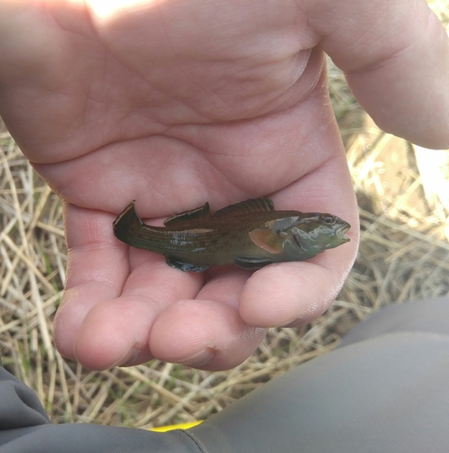 Nothonotus chlorobranchius
