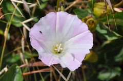 Calystegia macrostegia macrostegia