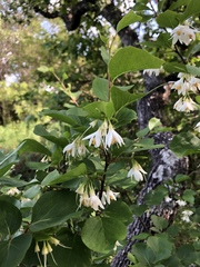 Styrax platanifolius
