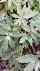 Hydrophyllum virginianum