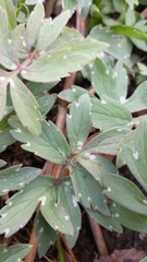 Hydrophyllum virginianum