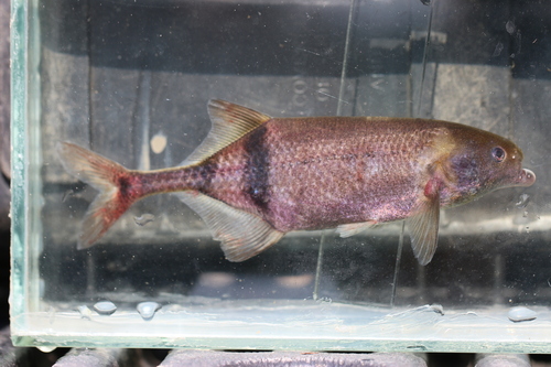 Moores olifantsvis (Marcusenius moorii) — Mormyridae — 5