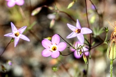 Leptosiphon ambiguus