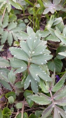 Hydrophyllum virginianum