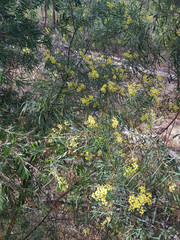 Acacia iteaphylla