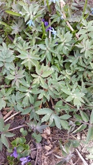 Hydrophyllum virginianum