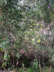 Acacia iteaphylla