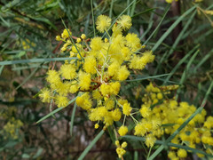 Acacia iteaphylla