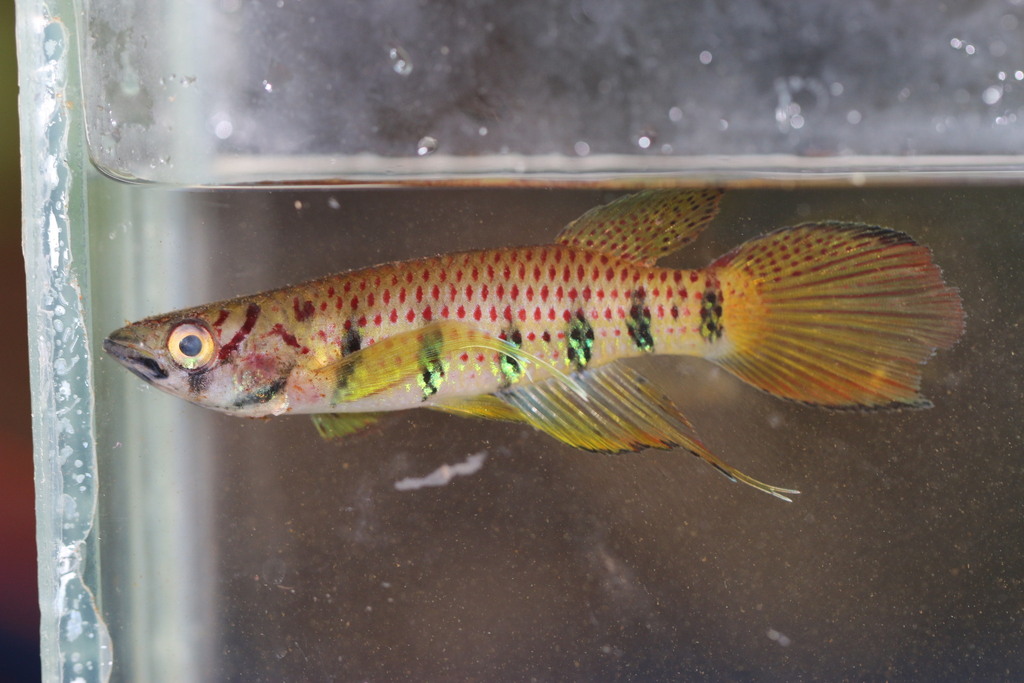 Ansorge's epiplatys (Epiplatys ansorgii) — Nothobranchiidae